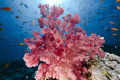   Wonderfull softcoral taken Jackson reef Tiran. Tiran  